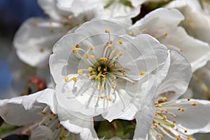 Close up of cherry flower of vignola, modena