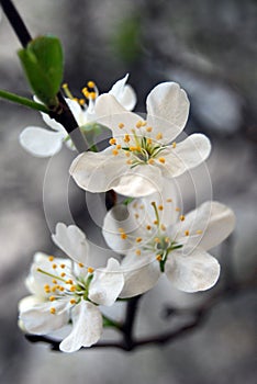 Close up cherry flowers background