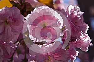 Close up of cherry flowers - Outdoor shot filled with beautiful cherry blossoms in back lite photo