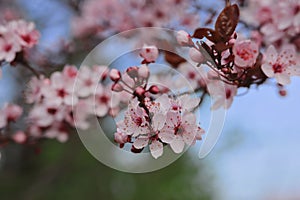 Close-up of Cherry Plum Blossom with Blue Sky