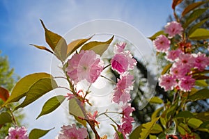 Close up of cherry rosa blossom sakura flowers