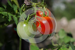 Close-up of cherry tomatoes