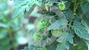 Close-up of cherry tomatoes with green tomatoes in a greenhouse. Organic farming, growing young tomato plants in a