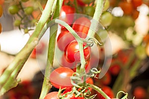 Z blízka třešeň rajčata zavěsit na stromy rostoucí v skleník v 