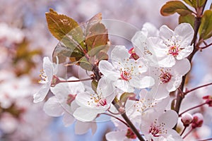 Close up of cherry tree blossoming