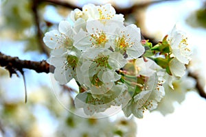 Close-up of a cherry tree branch with white flowers