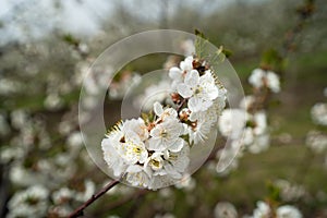Close up on cherry tree branches in bloom white flowers blossom