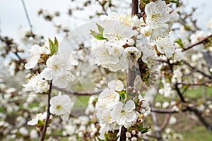 Close up on cherry tree branches in bloom white flowers blossom with bee doing pollination