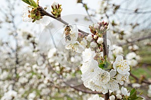 Close up on cherry tree branches in bloom white flowers blossom with bee doing pollination