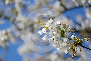 Close-up on cherry tree flowers by springtime