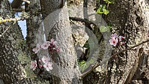 Close-up of a cherry tree, its bark dotted with small clusters of pink flowers and colonized by ivy.