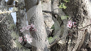 Close-up of a cherry tree, its bark dotted with small clusters of pink flowers and colonized by ivy. Color effect on black and whi