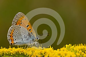 Close-up of a Chervonets unpaired many-eyed (Lycaena dispar) butterfly resting on yellow flowers
