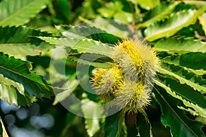 Close up of chesnuts in outdoors at spring