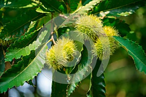 Close up of chesnuts in outdoors at spring