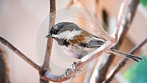 Close up of Chestnut backed Chickadee Poecile rufescens perched on a branch; blurred background, San Francisco bay area,