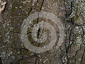 Close-up of chestnut bark. The texture of the trunk of Aesculus hippocastanum L. Background from living wood. skin of the forest