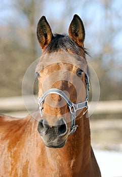 Close-up of a chestnut bay horse in paddock