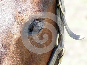 Close up of a Chestnut Brown Horse\'s Eye and Eyelashes