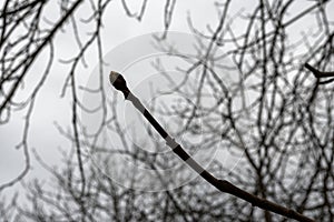 Close-up of a chestnut bud at the tip of a branch