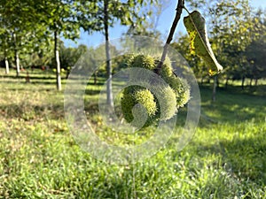 Close up of a chestnut hedgehog in the tree.