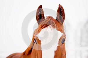 Close up of chestnut horse head in winter