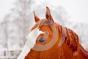 Close up of chestnut horse head in winter