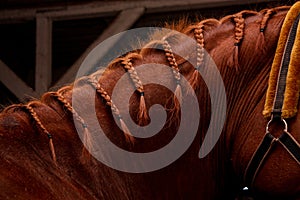 Close up of chestnut horse mane with plaits