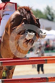 Close up of chestnut horse on show competition.