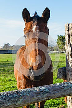 Close up chestnut horse with a White mark on the forehead Equestrian or equine atmosphere,