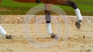 CLOSE UP: Chestnut stallion with bandaged legs cantering in the sandy arena.