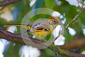 Close up of Chestnut-tailed minla