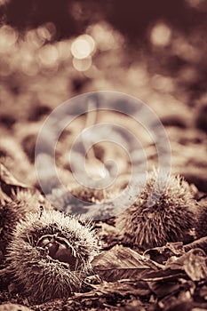 Close up of chestnuts on forest ground in black and white sepia