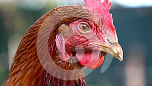 close up of a chicken