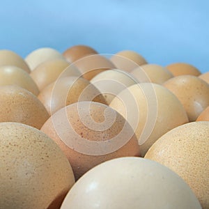 Close up chicken eggs