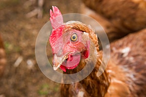 Close up of Chicken Face