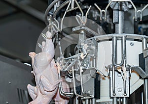 Close up chicken hang on conveyor chain to cutting belly by blade machine