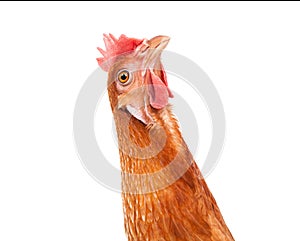 Close up of chicken head funny acting isolated white background