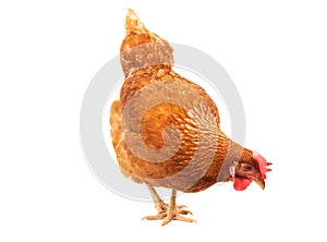 Close up chicken hen eating something isolated white background