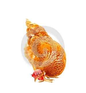 Close up chicken hen eating something isolated white background