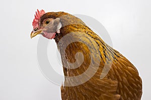 Close up of a chicken`s head and upper body, side profile of head with beak, comb, wattles, and eye.