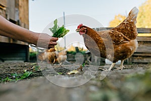 Close-up of chickens eating greens from a human hand.