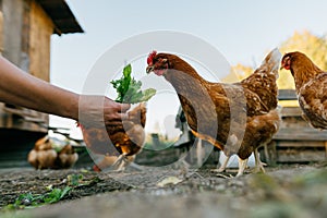 Close-up of chickens eating greens from a human hand.