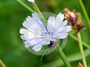 Close-up of chicory flower