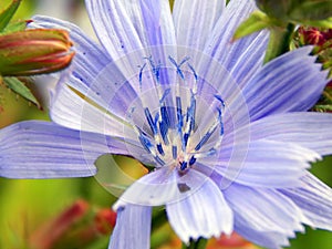 Close-up of chicory flower