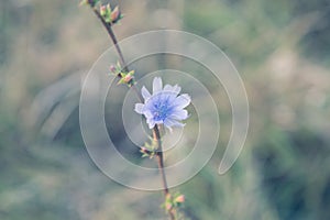 Close-up of chicory succory. Wild plant on blurred background. Soft focus