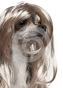 Close-up of Chihuahua with long hair wig