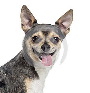 Close up of a Chihuahua sticking the tongue out, isolated