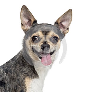 Close up of a Chihuahua sticking the tongue out, isolated photo