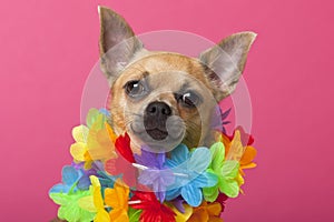 Close-up of Chihuahua wearing colorful lei,